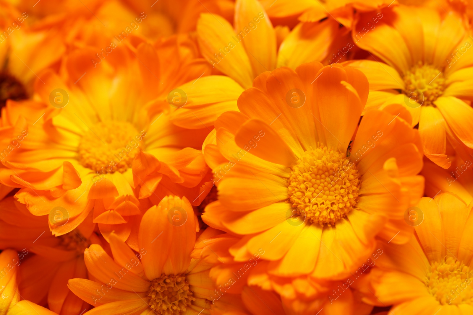 Photo of Beautiful fresh calendula flowers as background, closeup