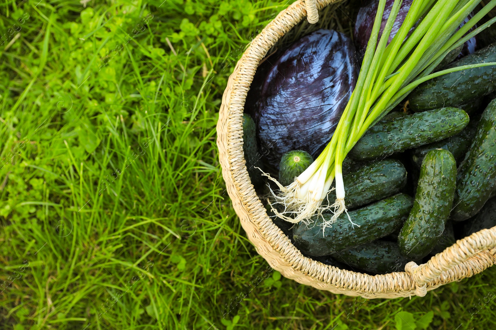 Photo of Tasty vegetables in wicker basket on green grass, top view. Space for text