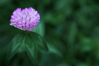 Photo of Beautiful violet clover flower on blurred background, closeup. Space for text