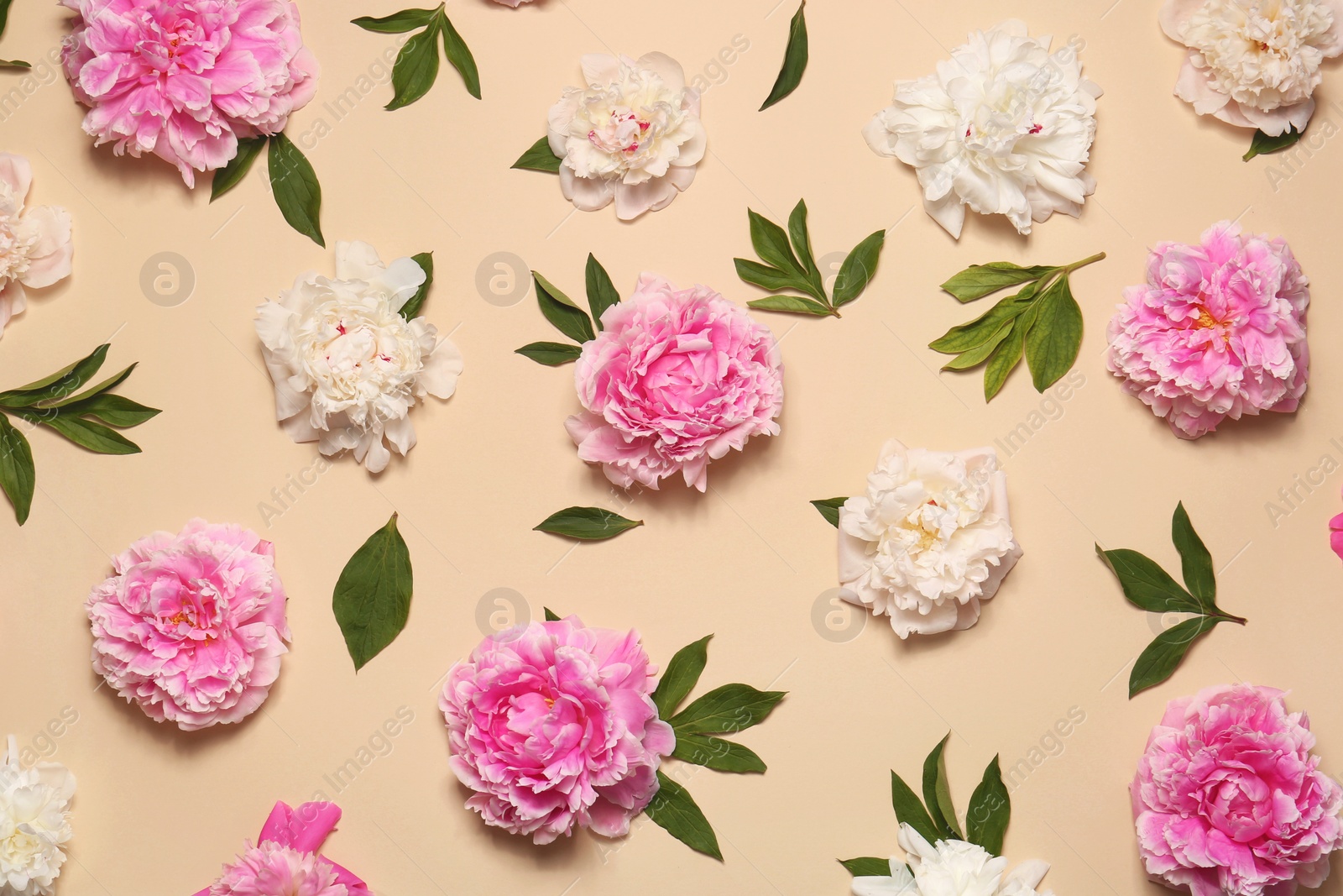 Photo of Flat lay composition with beautiful peony flowers on beige background