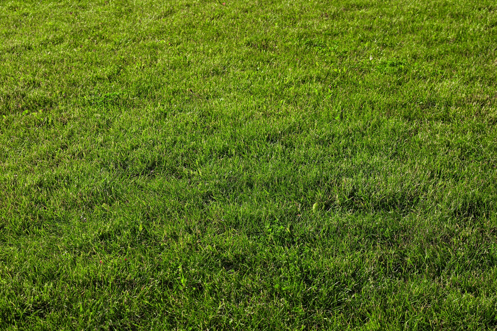 Photo of Beautiful lawn. Green grass on sunny day