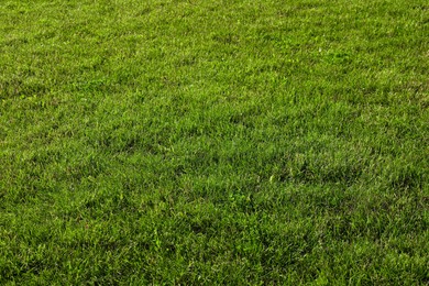 Beautiful lawn. Green grass on sunny day