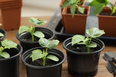 Seedlings growing in plastic containers with soil on table, closeup