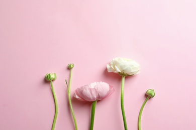 Photo of Beautiful ranunculus flowers on color background