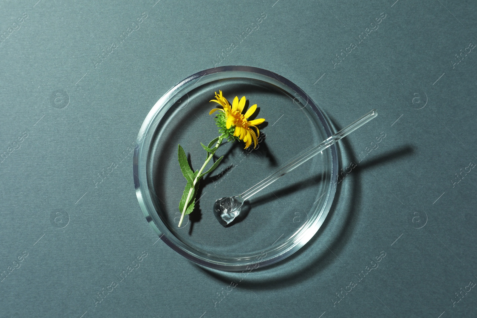 Photo of Petri dish with flower and glass stirring rod on dark grey background, top view
