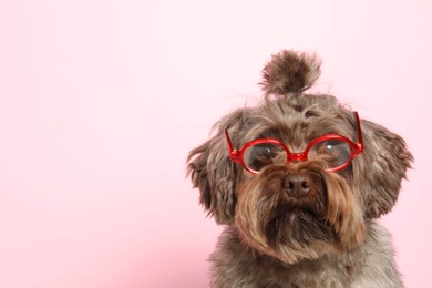 Cute Maltipoo dog wearing glasses on pink background, space for text. Lovely pet