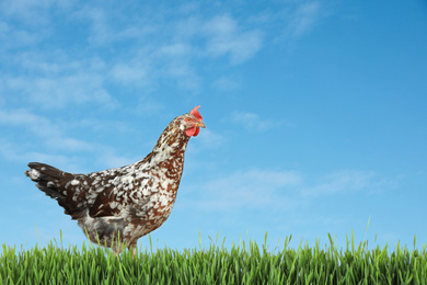 Beautiful chicken on fresh green grass outdoors, space for text