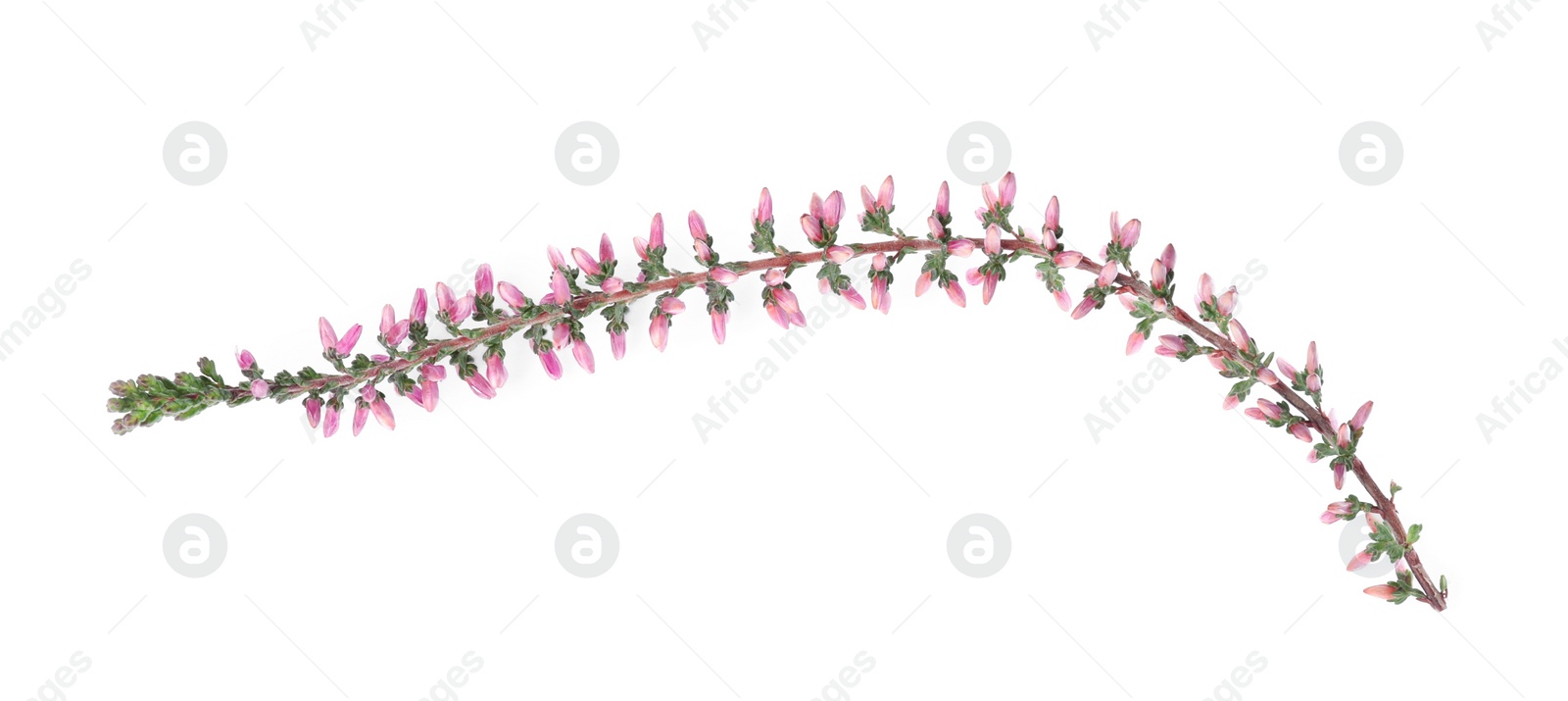 Photo of Sprig of heather with beautiful flowers isolated on white