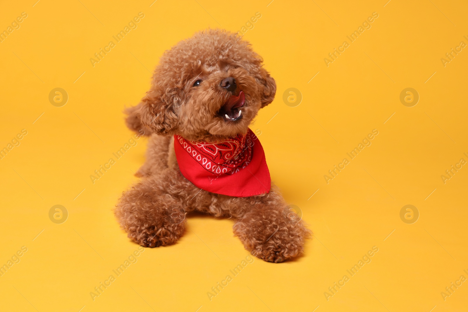 Photo of Cute Maltipoo dog with bandana on orange background