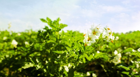 Beautiful field with blooming potato bushes on sunny day