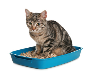 Photo of Tabby cat in litter box on white background