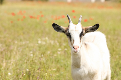 Photo of Cute goat in field, space for text. Animal husbandry