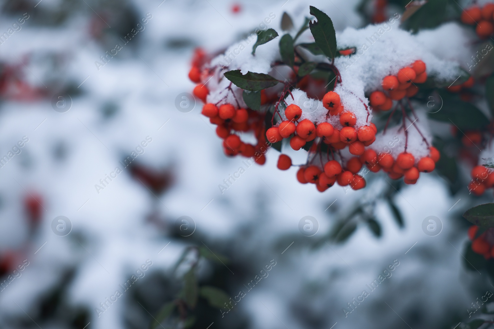 Photo of Berries on rowan tree branch covered with snow outdoors. Space for text