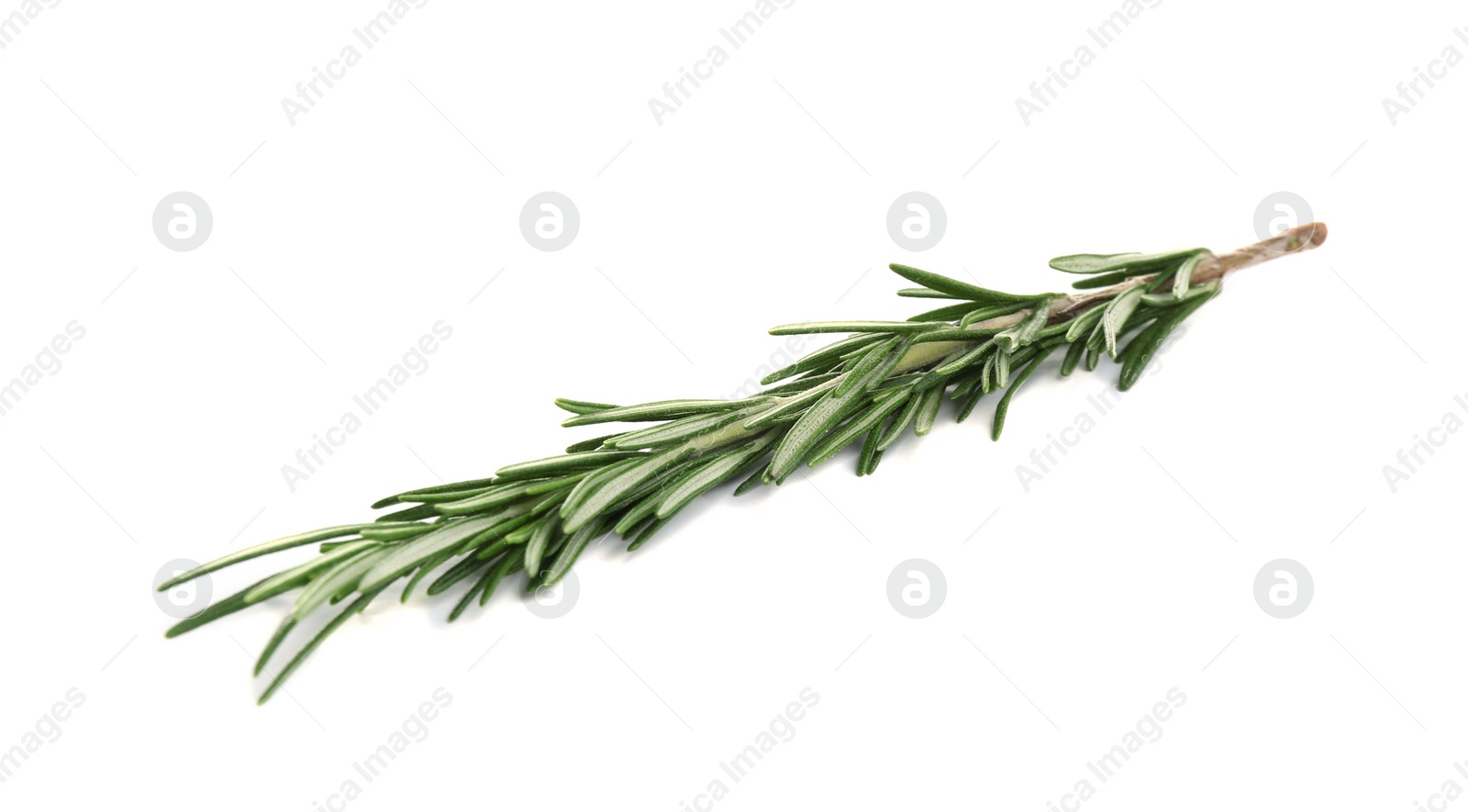 Photo of Fresh green rosemary isolated on white. Aromatic herb