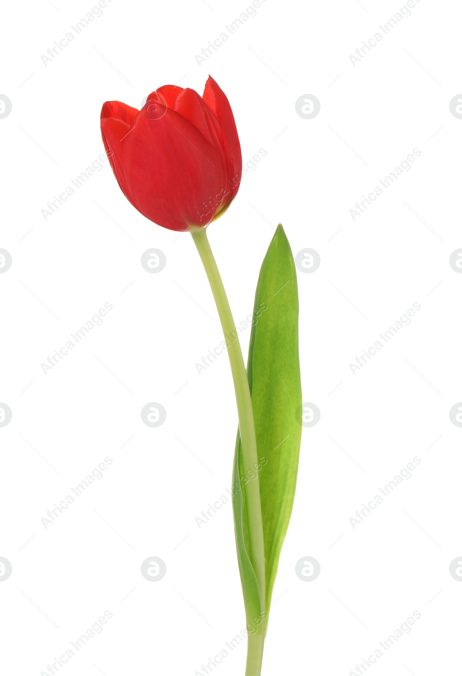 Photo of One beautiful red tulip isolated on white