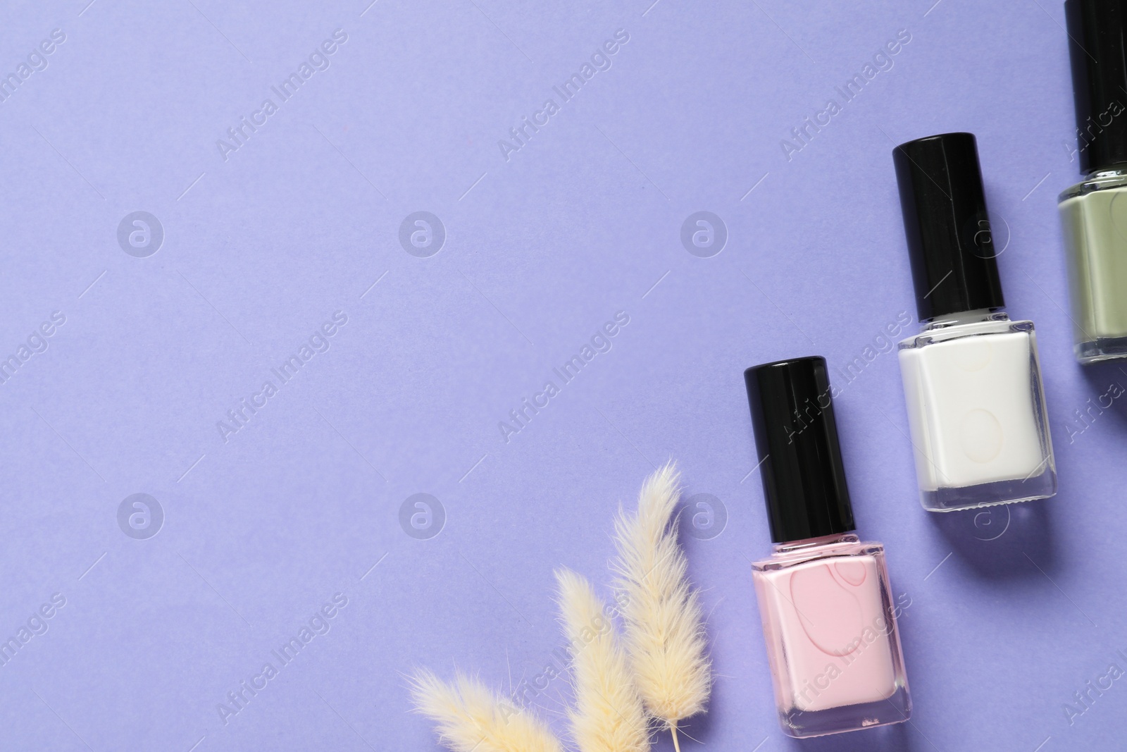 Photo of Nail polishes and decorative branches on lilac background, flat lay. Space for text