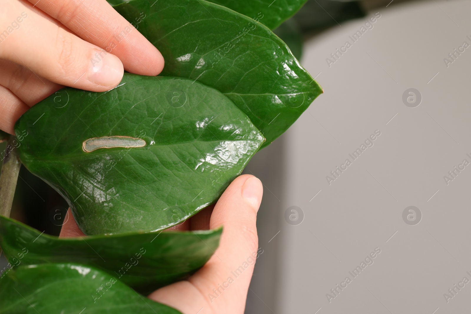 Photo of Woman touching houseplant with damaged leaf, closeup