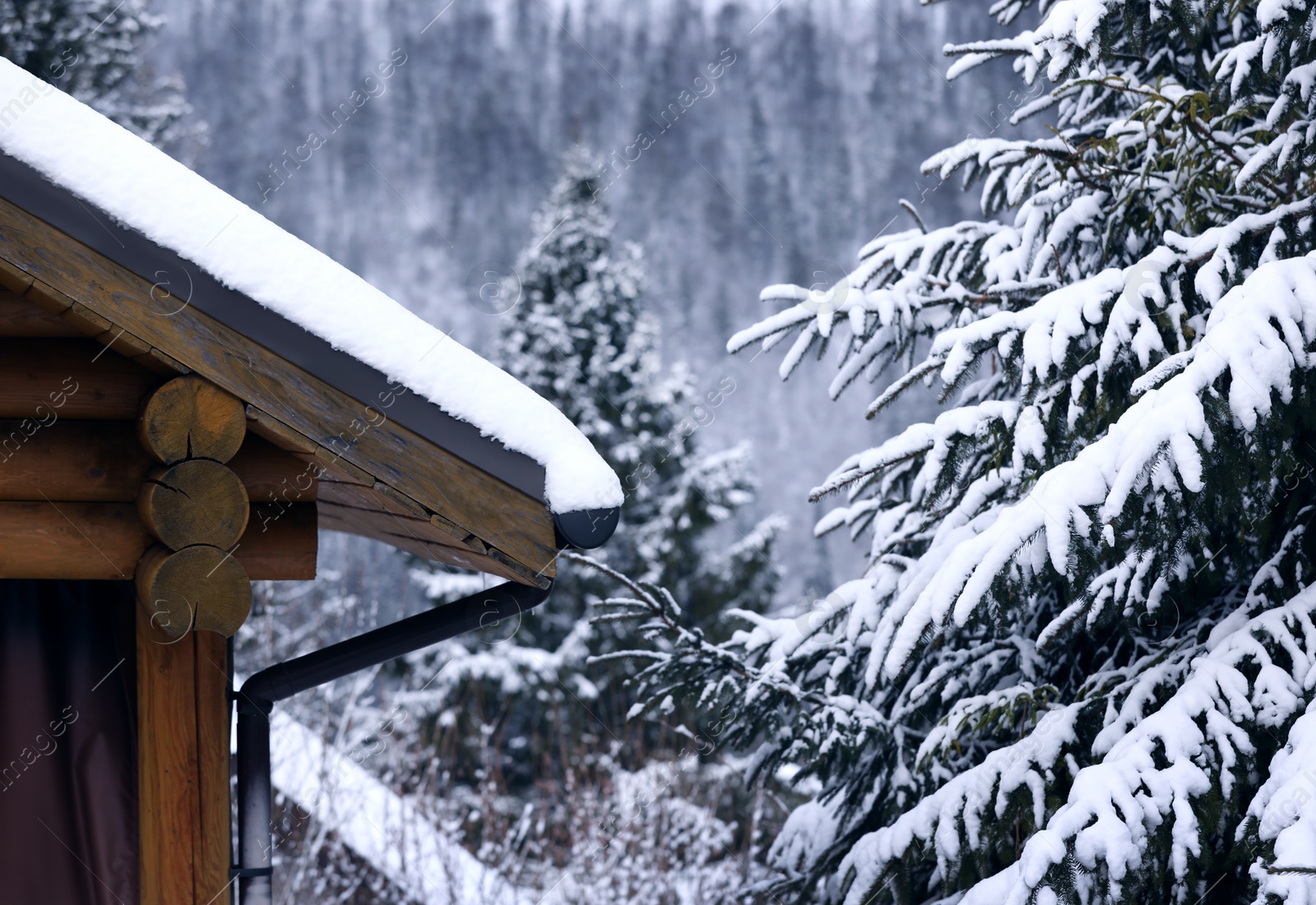 Photo of Fir tree and house covered with snow outdoors on winter day