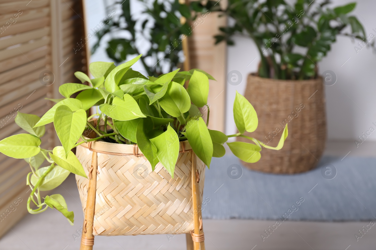 Photo of Beautiful potted plant, space for text. Interior design