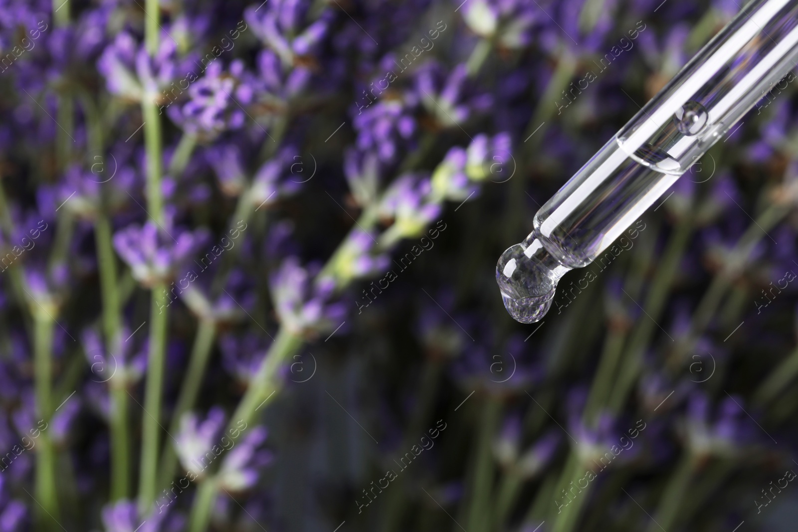Photo of Dripping essential oil from pipette against lavender, closeup. Space for text