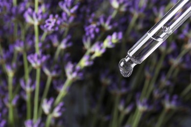 Dripping essential oil from pipette against lavender, closeup. Space for text