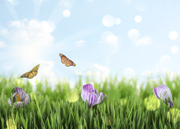 Image of Fresh green grass, beautiful crocus flowers and butterflies on sunny day. Spring season