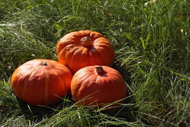 Photo of Whole ripe orange pumpkins among green grass outdoors. Space for text