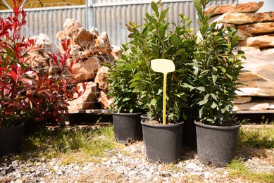 Many pots with bay laurel plants outdoors on sunny day