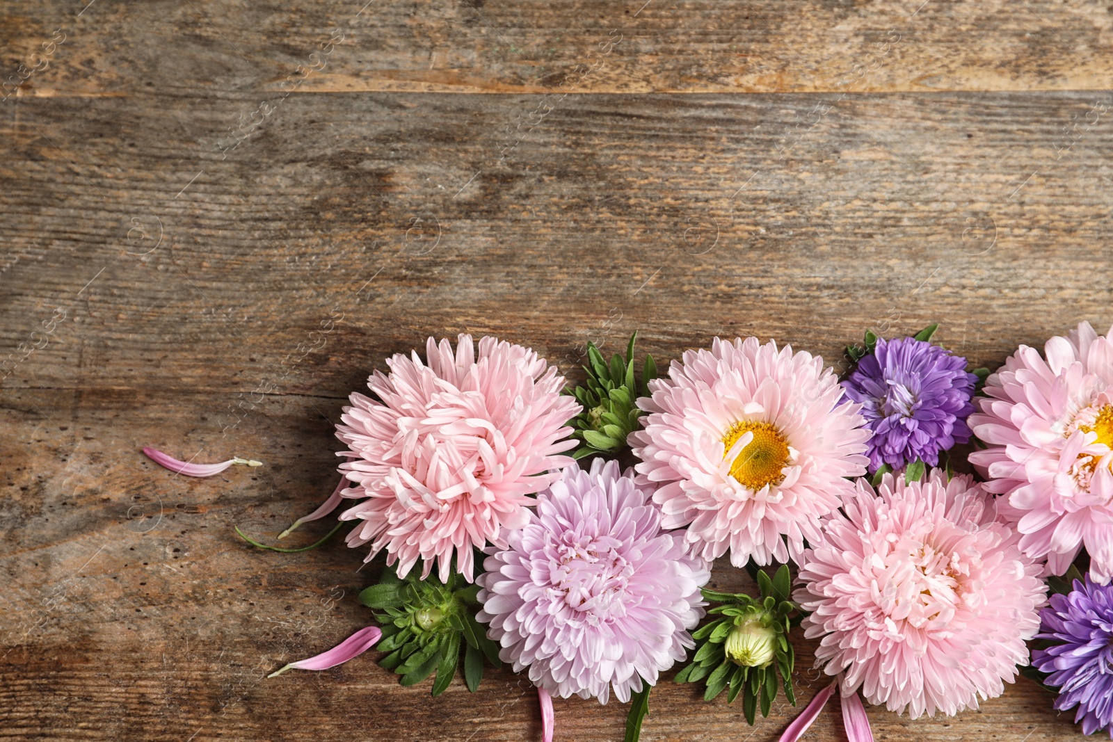 Photo of Beautiful aster flowers and space for text on wooden background, flat lay