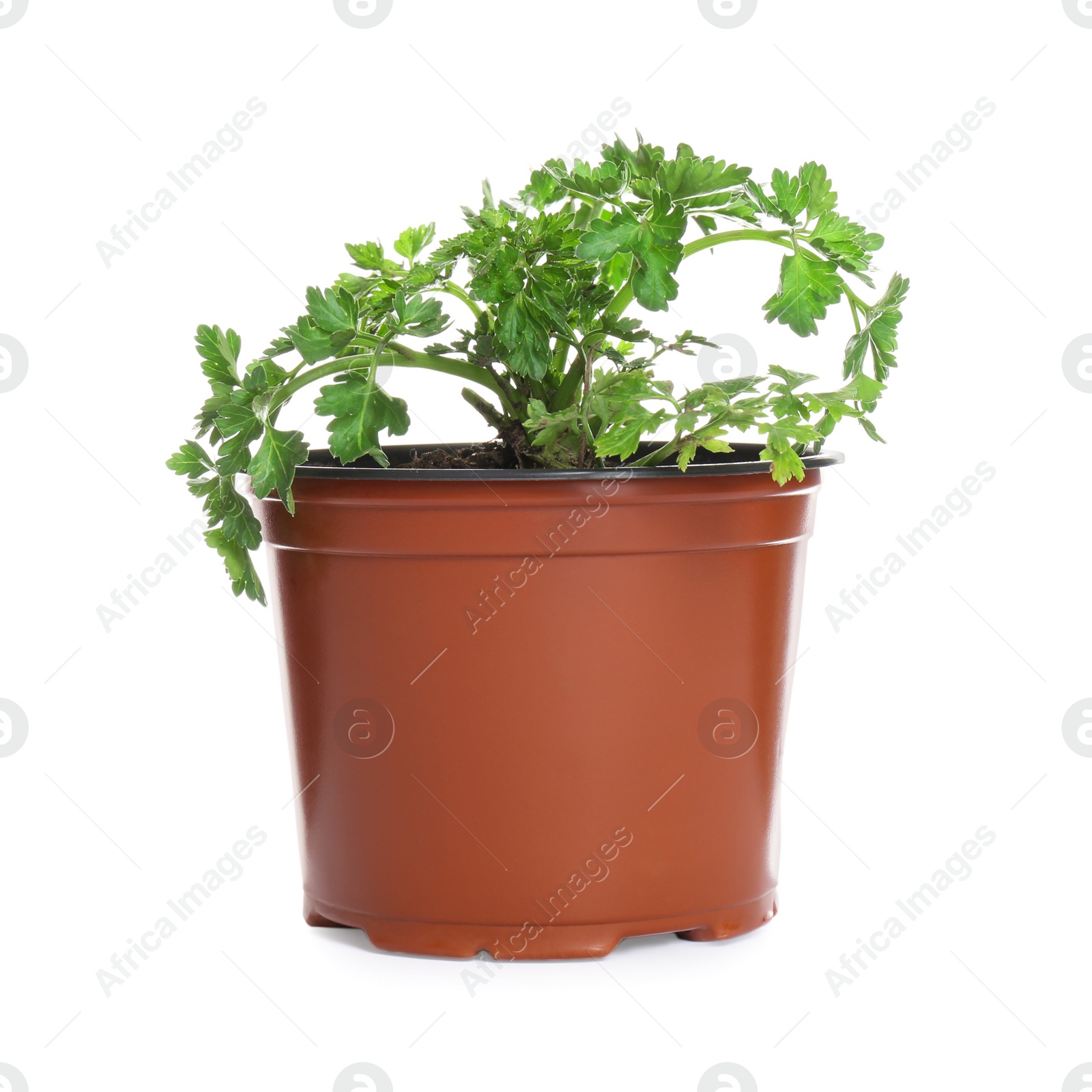 Photo of Fresh green organic parsley in pot on white background