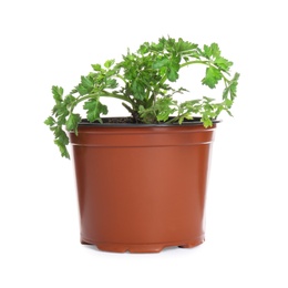 Photo of Fresh green organic parsley in pot on white background