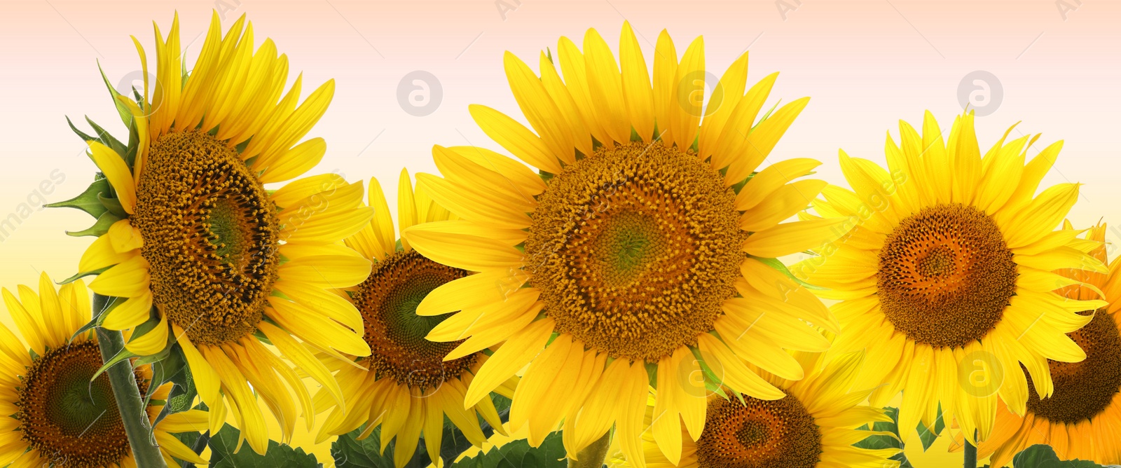 Image of Many bright sunflowers on color background. Banner design 