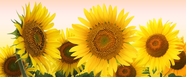 Image of Many bright sunflowers on color background. Banner design 