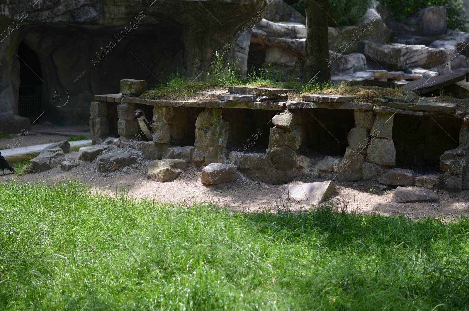 Photo of Beautiful penguin inside rock structure in zoo enclosure