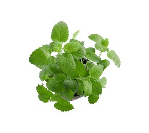 Photo of Aromatic green potted lemon balm plant isolated on white, top view