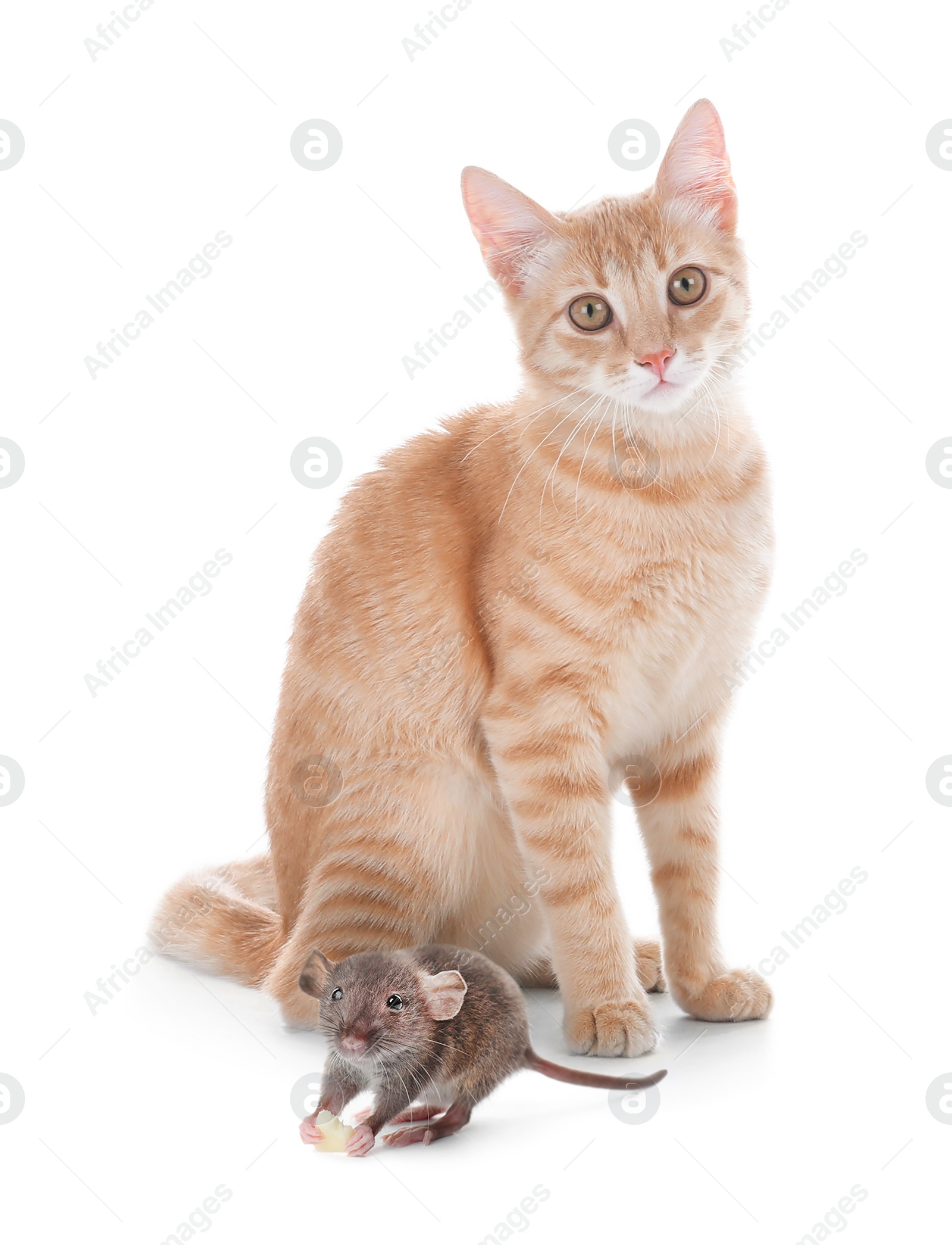 Image of Cute yellow tabby cat and rat on white background. Lovely pets