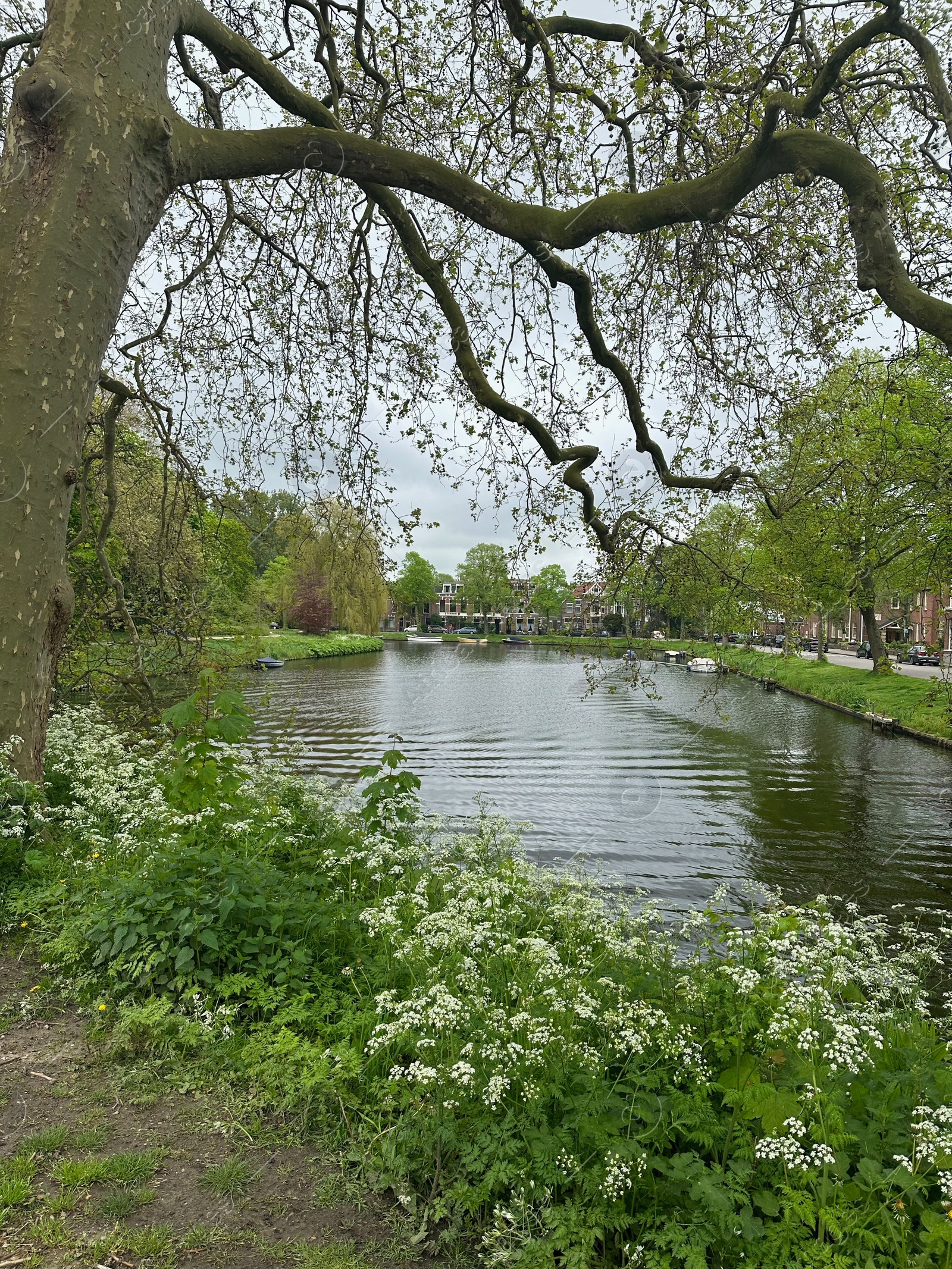 Photo of City canal and wildflowers on cloudy day