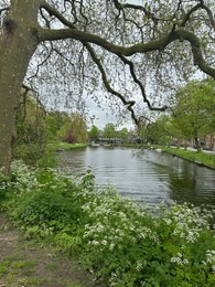 City canal and wildflowers on cloudy day