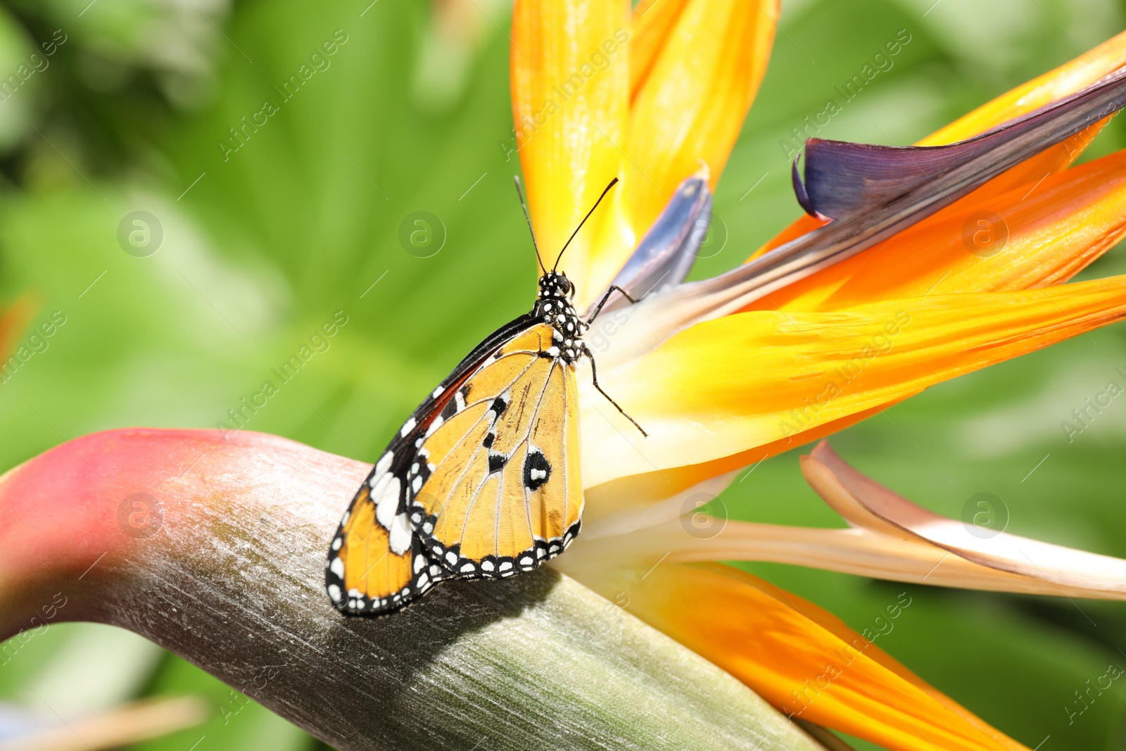 Photo of Beautiful painted lady butterfly on flower in garden