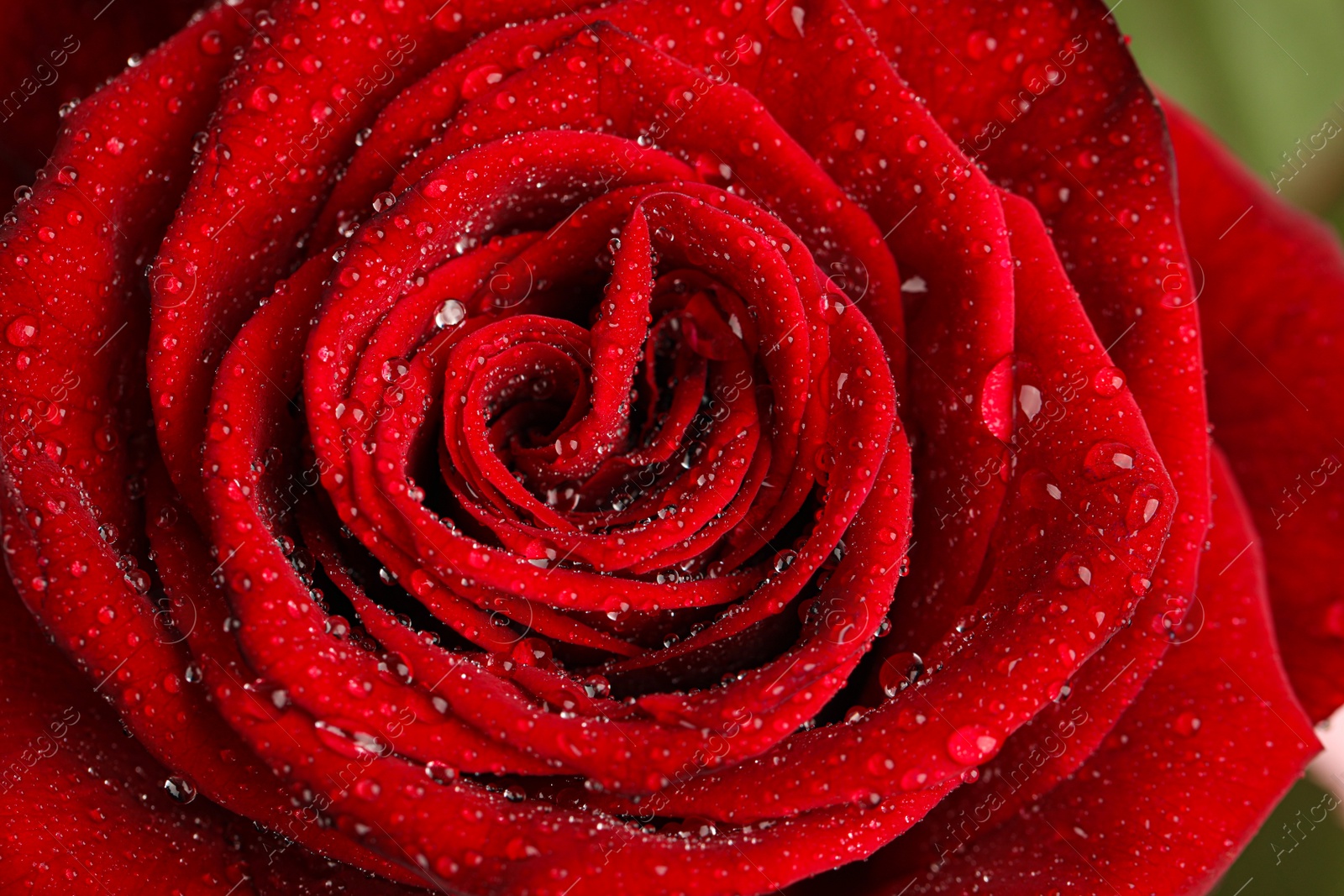 Photo of Beautiful red rose flower with water drops on green background, closeup