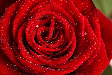 Photo of Beautiful red rose flower with water drops on green background, closeup