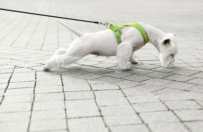 Photo of Adorable West Highland White Terrier dog on sidewalk outdoors