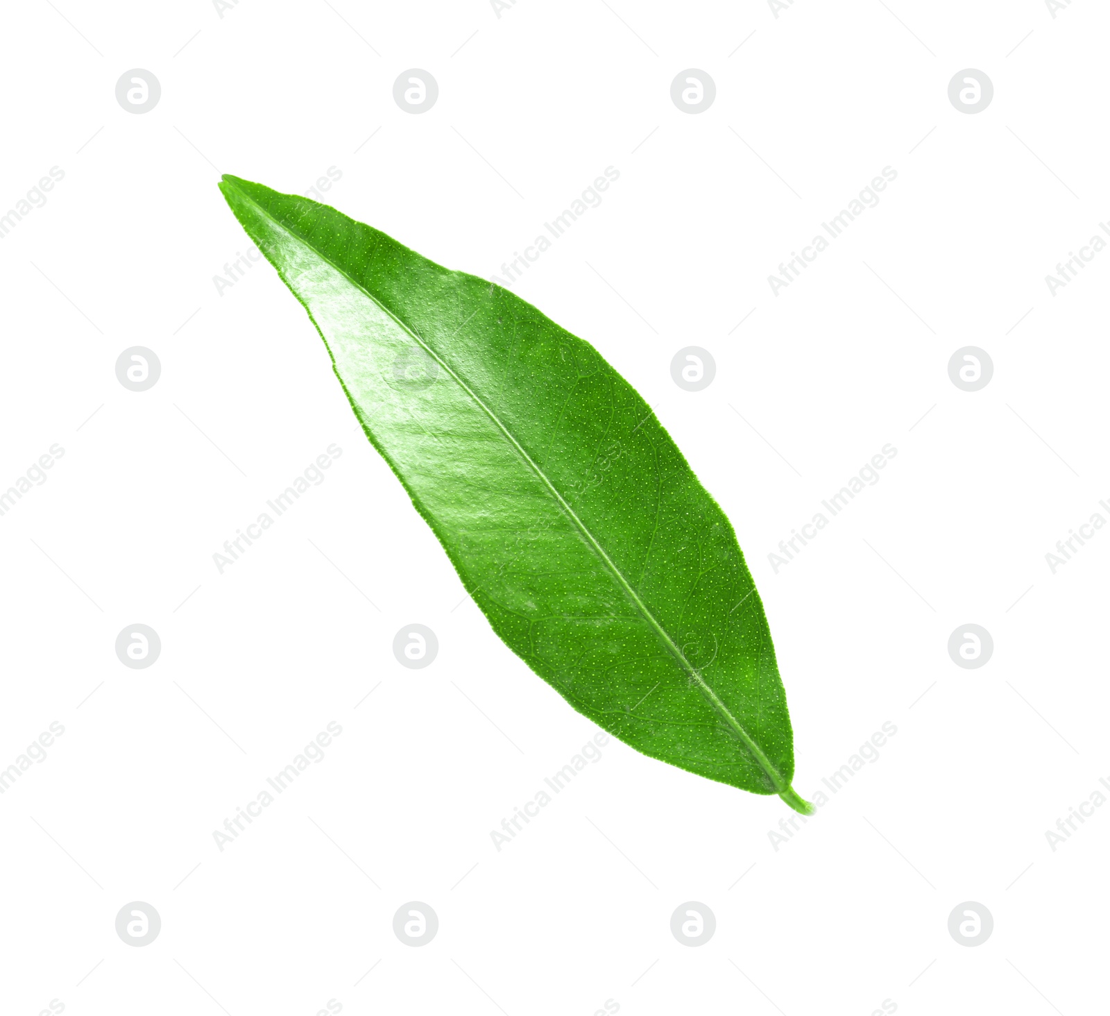 Photo of Fresh green tangerine leaf on white background