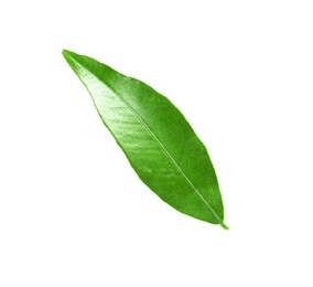 Fresh green tangerine leaf on white background