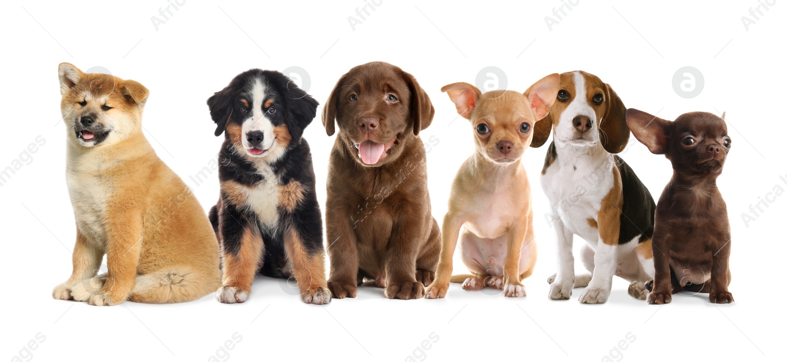 Image of Group of adorable puppies on white background. Banner design