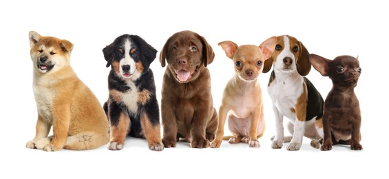 Image of Group of adorable puppies on white background. Banner design