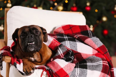 Photo of Cute dog covered with plaid on armchair near decorated Christmas tree indoors