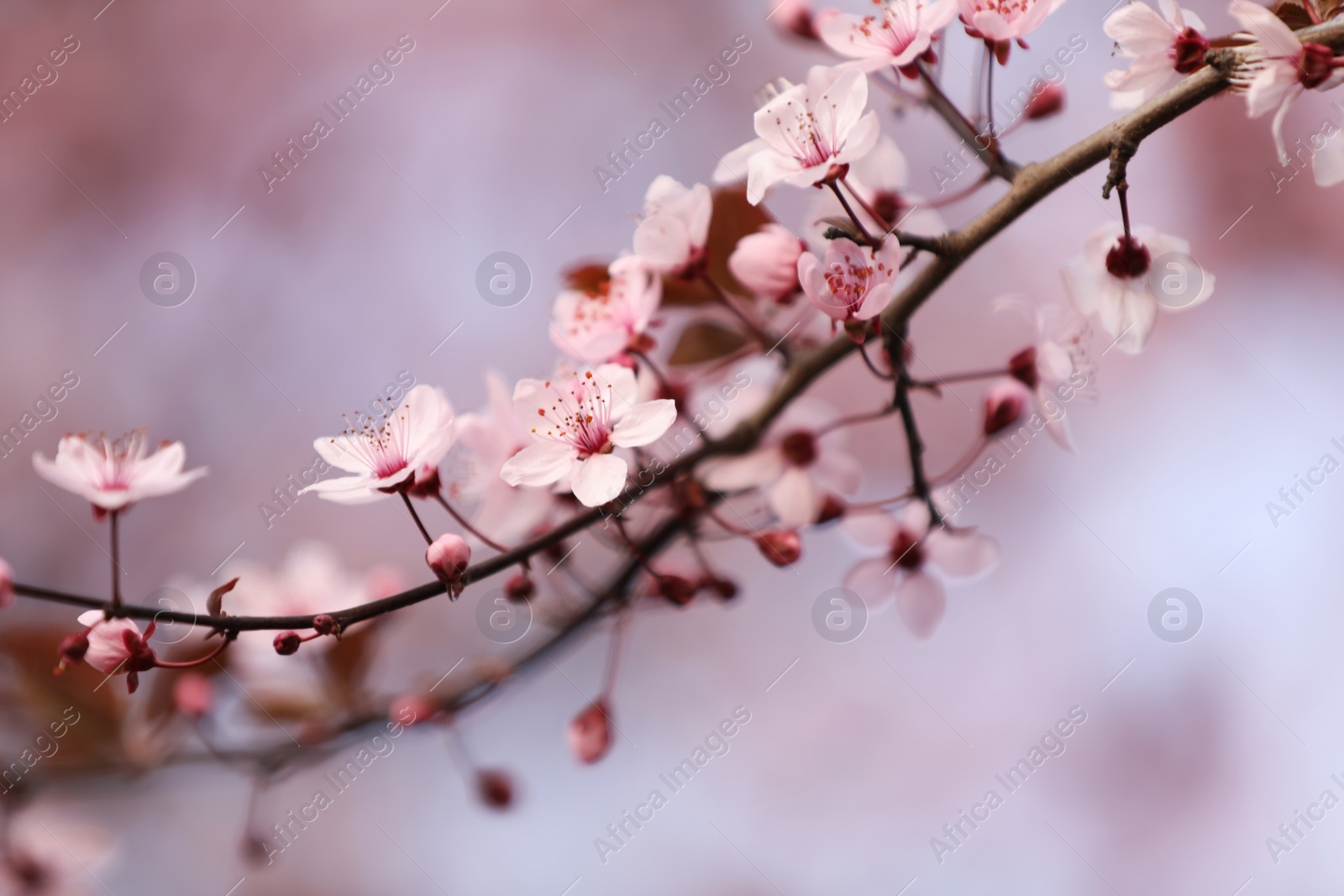 Photo of Closeup view of blossoming tree outdoors on spring day