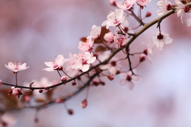 Closeup view of blossoming tree outdoors on spring day