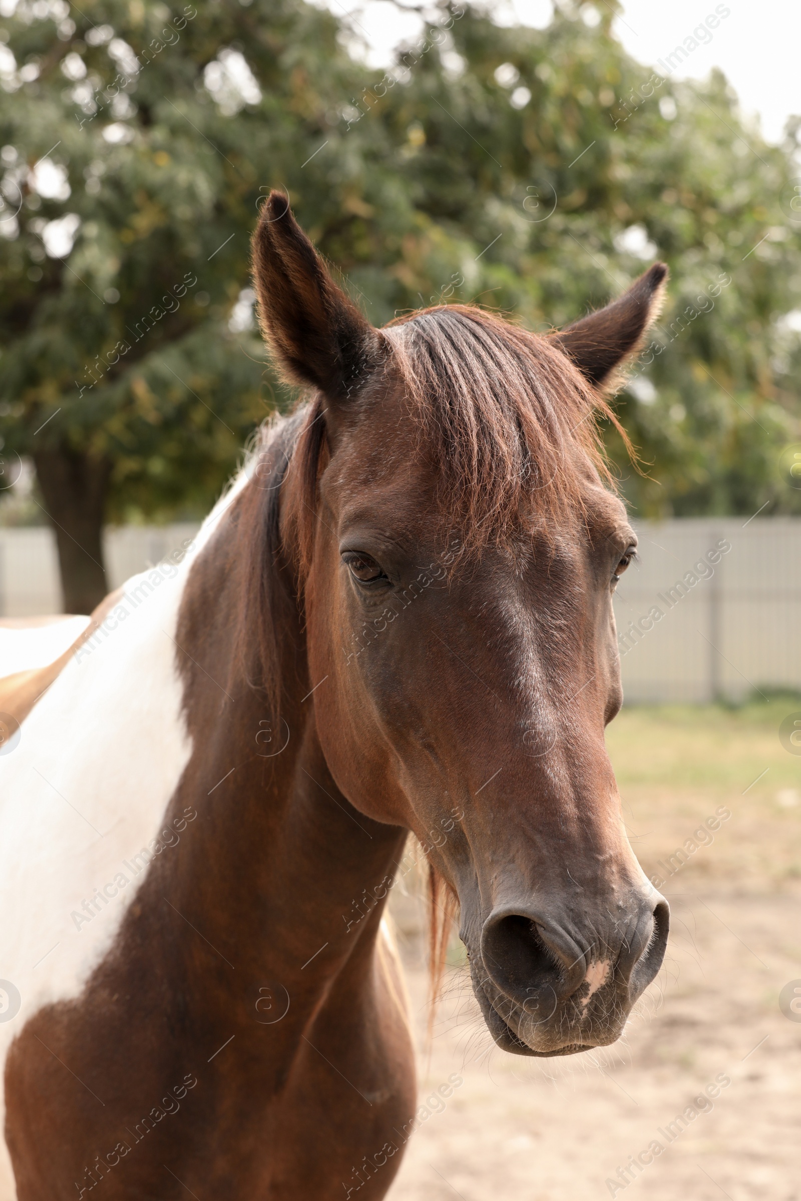 Photo of Beautiful brown horse in paddock at zoo